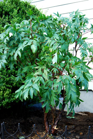 ���O�̖؂̈ڐA