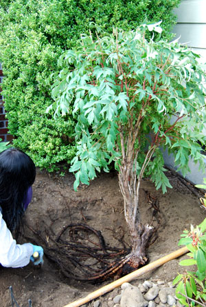 ���O�̖؂̈ڐA